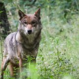 L'ordonnance sur la chasse permet le tir individuel d'un loup à partir de six ovins ou caprins tués sur une période de quatre mois (image d'îllustration). KEYSTONE/DPA/CHRISTIAN CHARISIUS